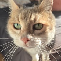 APIS, chatte à adopter