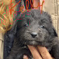 KELLY, cane femmina da adottare