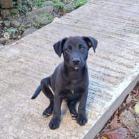 CHIARA, Femelle Croisée Labrador, chienne à adopter