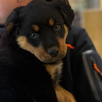 Baïka, chienne à adopter