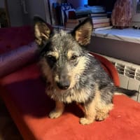 Muszka, suczka do adopcji