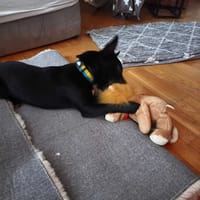 Zorro, pies do adopcji