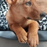 Sam, pies do adopcji