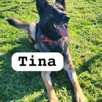 TINA (union animal), chienne à adopter