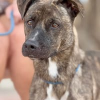 AVA (Maria), chienne à adopter