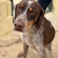 MAXIBOM (Lara), chien à adopter