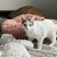 Amira, chatte à adopter