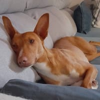 SOMBRA, chienne à adopter