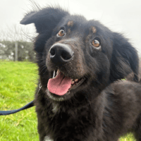 Newton, dog to adopt