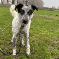 Cessil, dog to adopt