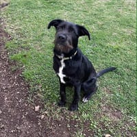 🐾 À L’ADOPTION – DJANGO, jeune lab plein d’amour et d’énergie ! 🐾, chien à adopter