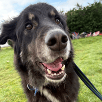 Waffle, dog to adopt