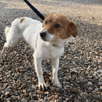 Salt, female dog to adopt