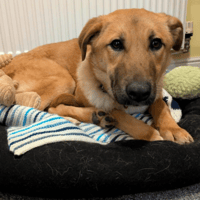 Ree, female dog to adopt