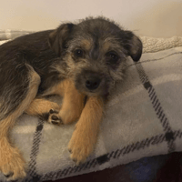 Nami, female dog to adopt