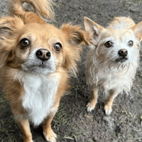 Momo and Taro, dog to adopt