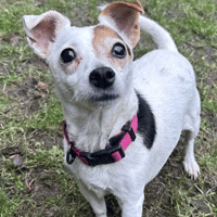 Buddy & Poppy, dog to adopt