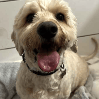 Teddy, dog to adopt