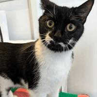 Eva, female cat to adopt
