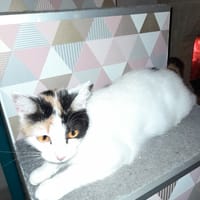 ALOES chatte tricolore, chatte à adopter