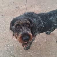 NINA, chienne à adopter