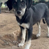 Poppy, chienne à adopter