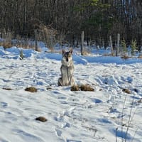 JADU, chien à adopter