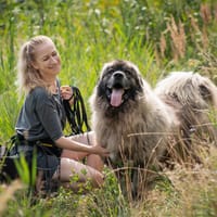 Bailey, pies do adopcji