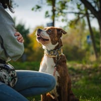 Colby, pies do adopcji