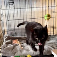 Kicia, kotka do adopcji