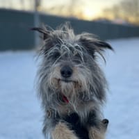 Dexter, pies do adopcji