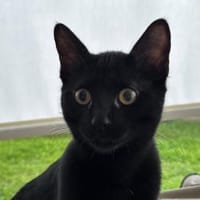 Schwarzes Kuschelknäuel su. Gesellschaft, Kater zur Adoption