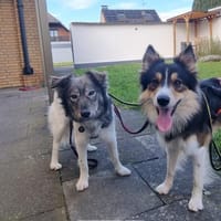 zauberhafter sanftmütiger Mischlungsrüde, Hund zur Adoption