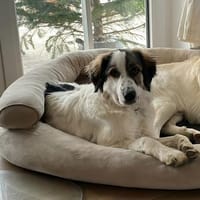 Suki, intellignet, sozial, katzenvertr., Hündin zur Adoption