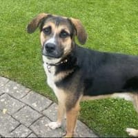 Traumhund Goofy sucht sein Zuhause, Hund zur Adoption