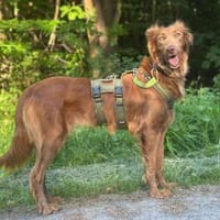 Lina möchte das Leben entdecken, Hündin zur Adoption