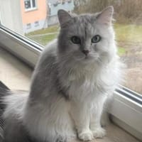 Vermittlungshilfe für hübschen Bernie, Kater zur Adoption