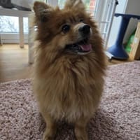 Klein Simba gestrandet zum Neustart, Hund zur Adoption