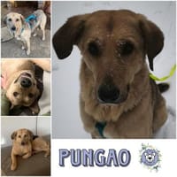PUNGAO * freundlicher treuer Begleiter, Hund zur Adoption