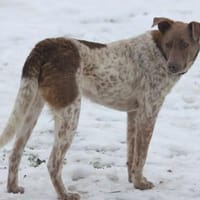 Taavi (finnisch Liebling) 50cm geb.10/24, Hund zur Adoption