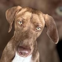 Bruce, zauberhafter Bub, Hund zur Adoption