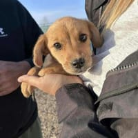 Minikleines Welpchen Orla sucht ihr Heim, Hündin zur Adoption