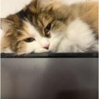 Vermittlungshilfe für Langhaar Sophie, Katze zur Adoption