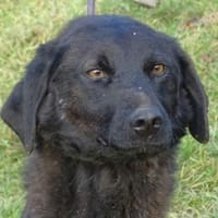 TINA 2 sucht Zuhause, Hündin zur Adoption