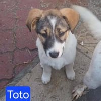 Toto - kleiner Entdecker sucht Familie, Hund zur Adoption