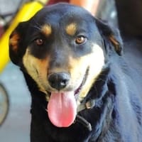 LENKA hat einen Wunsch, Hündin zur Adoption