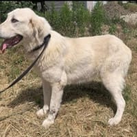 Luna (6) wartet auf ihre Menschen, Hündin zur Adoption