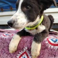 Jerko  sucht Komplizen fürs ganze Leben, Hund zur Adoption