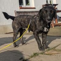Moritz 38 cm (Pflegestelle), Hund zur Adoption