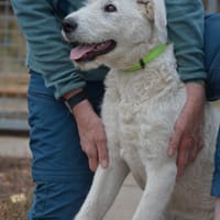 Emil in Thüringen sucht ein Zuhause, Hund zur Adoption